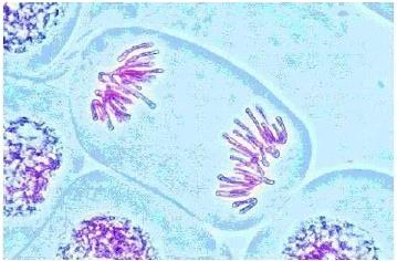 CENTRÍOLOS Participam da divisão celular formação do fuso
