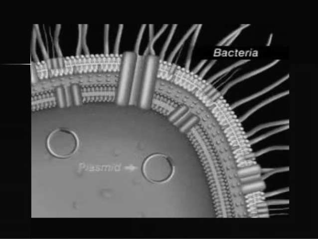 Componentes de Superfície e virulência em Nome Característica Virulência Fatores de Virulência Proteína porina Por (proteína I) Ocupam toda a espessura da ME Termoestável Associada ao