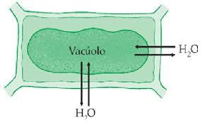 Funções para as vegetais 6. Responsável pelo turgor dos vegetais Vegetal maduro: célula com grande vacúolo (90-95%).