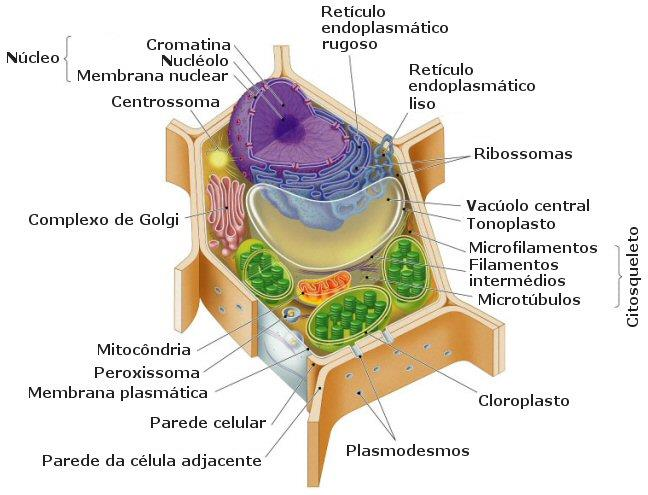 Funções para as vegetais 1. Constituinte do Protoplasma Protoplasma: Conteúdo interior da célula, delimitado pela MP.