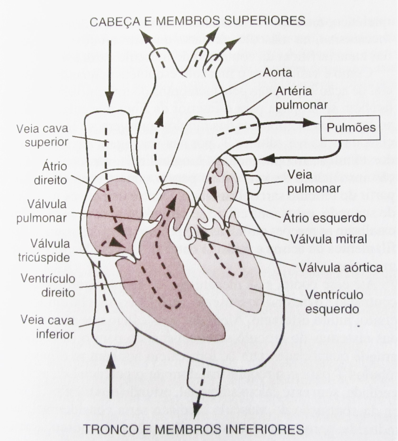 22 Figura 1: Estrutura do coração e fluxo sanguíneo pelas câmaras cardíacas Fonte: Guyton e Hall (2002) existe um atraso de mais de 0,1s.