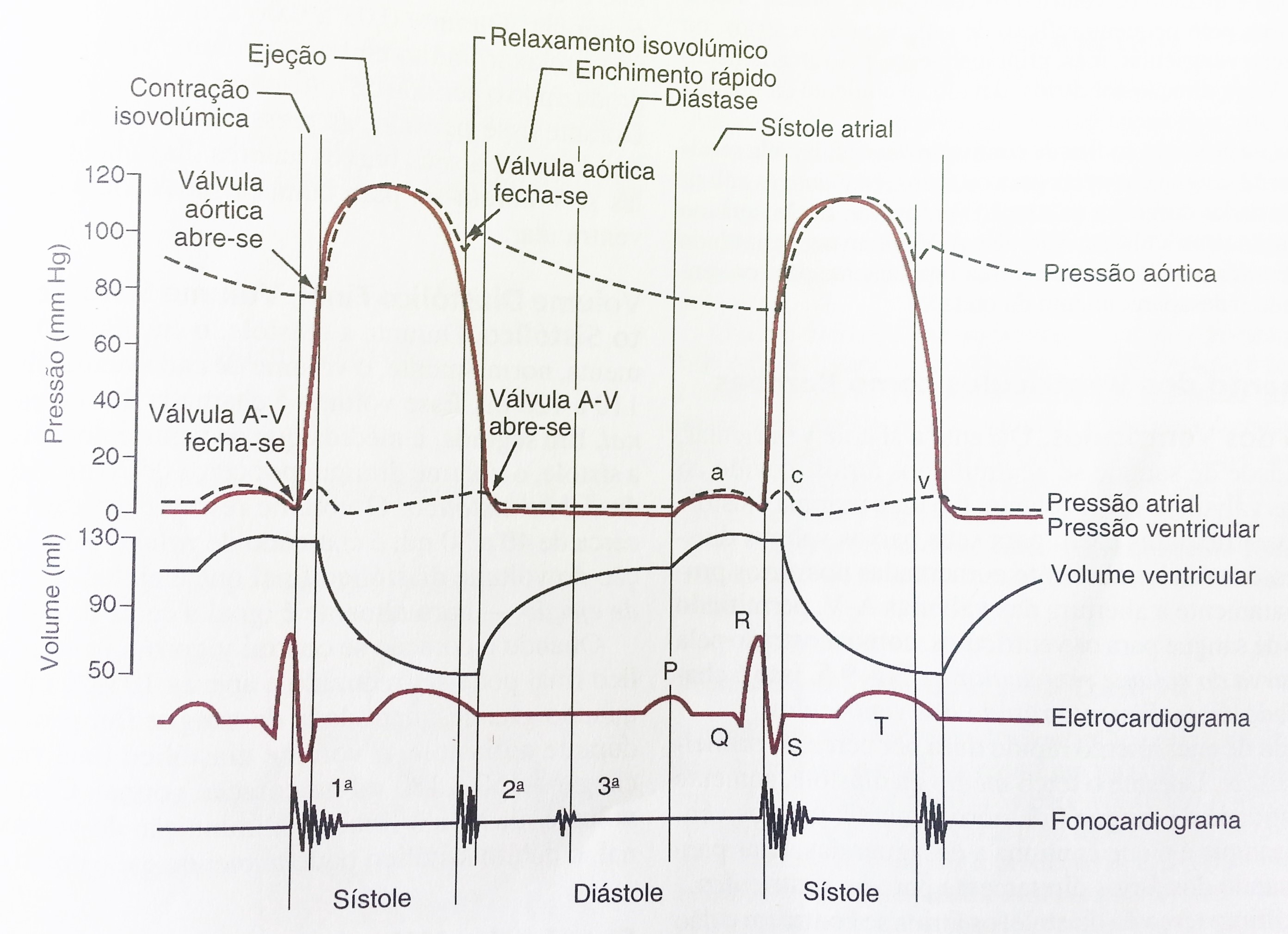 23 aórtica, pressão atrial, pressão ventricular, volume ventricular do lado esquerdo do coração, além do eletrocardiograma e fonocardiograma (GUYTON; HALL, 2002).