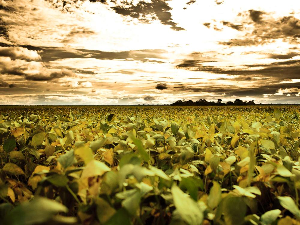 SOJA no MT Agricultura Tropical Moderna (Intensiva em capital e tecnologia) NOVAS VARIEDADES adaptadas às