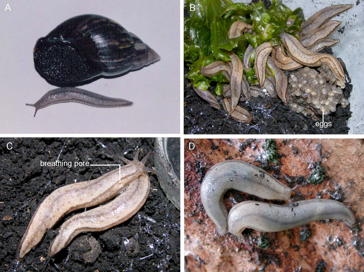 A NEWLY INTRODUCED AND INVASIVE LAND SLUG IN BRAZIL 91 snails, such as Cyclodontina tudiculata (Martens, 1868), Helicina angulifera Wagner, 1910, Mirinaba cadeadensis (Lange-de-Morretes, 1952), and