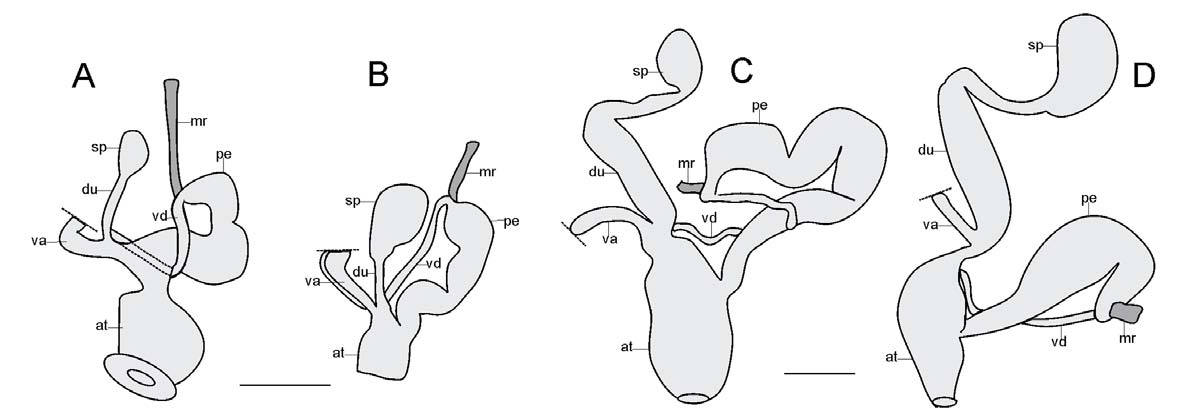 92 S. R. GOMES ET. AL. Reproductive system. (Figs. 4-5) The vagina, evertophallus, and duct of bursa copulatrix (=receptacle or gametolic gland) open into a large, barrel-shaped atrium.