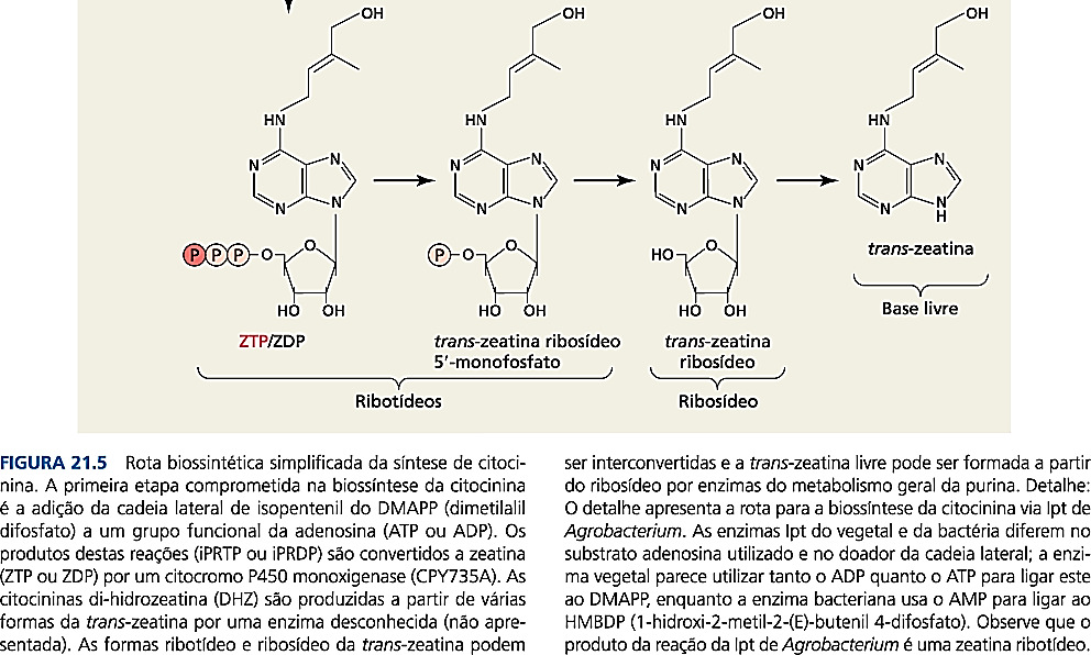 O plasmídio Ti e a engenharia genética em plantas A IPT (isopentenil transferase) catalisa a primeira etapa da biossíntese da citocinina.