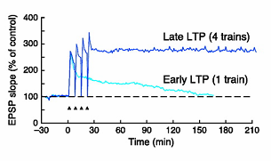 Potenciação de longo termo Hipocampo 4 salvas em intervalos de 10 m (PLT dura 24 horas) 1 única salva de estímulos durante 1 seg a 100 Hz (PLT dura 2