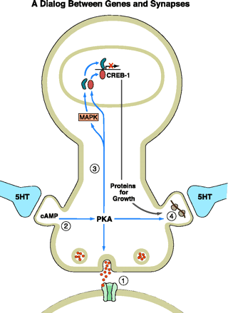 Potenciação de longo termo 1- Activação pelo neurotransmissor de um canal iónico conduz a uma acção sináptica rápida (duração de milissegundos) 2- Activação pelo neurotransmissor dos receptores
