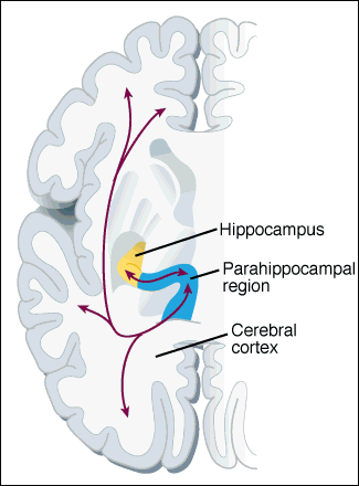 Regiões cerebrais e memória Diferentes regiões estão ligadas bidireccionalmente com o parahipocampo (interacções entre estas áreas podem sustentar memórias de algumas associações entre representações