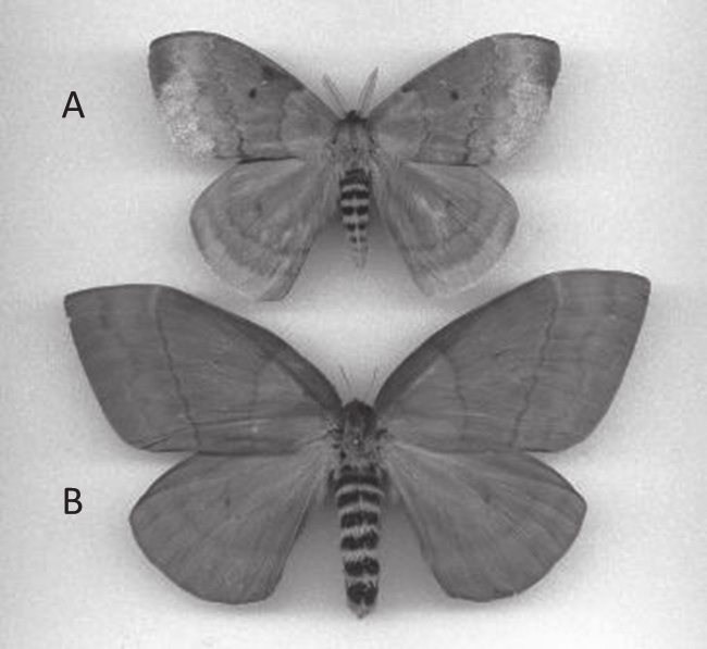 326 Florida Entomologist 97(1) March 2014 Fig. 1. Male (A) and female (B) Periphoba hircia (Lepidoptera: Saturniidae). Larvae of P. hircia, fed leaves of A.