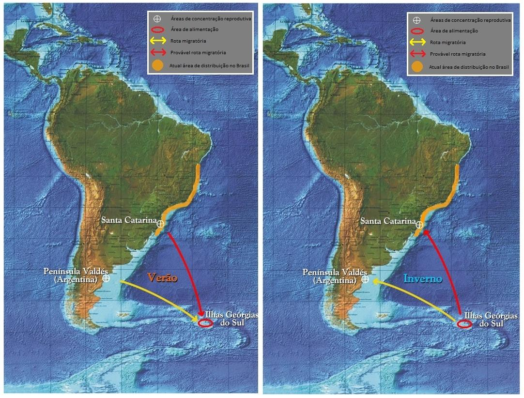 Figura 2. Mapa indicando as rotas migratórias, áreas de alimentação e reprodução e cria e atual distribuição das baleias-francas-austrais na costa Brasileira (Fonte: modificado de www.baleiafranca.