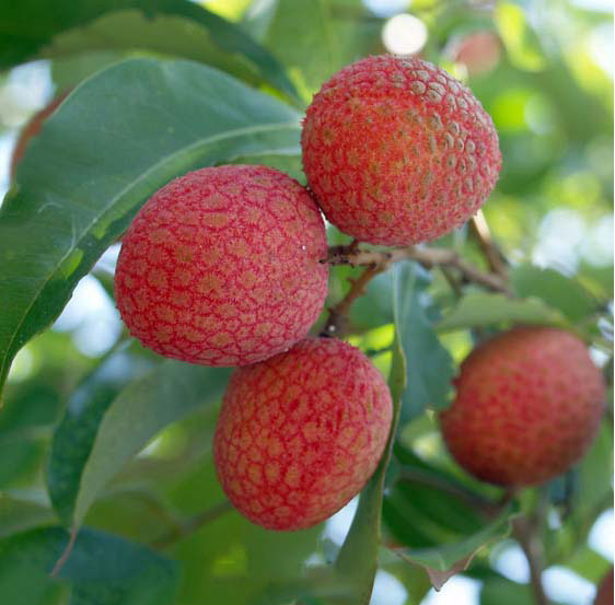 melhores frutíferas para vasos: Obs: Existem diversas outras frutas que podem ser