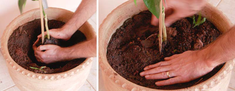 4º passo: plantando sua muda frutífera Preparando o vaso para plantar a muda: Coloque manta drenante no fundo do vaso para que a terra não escape pelo dreno e para permitir que a planta respire.