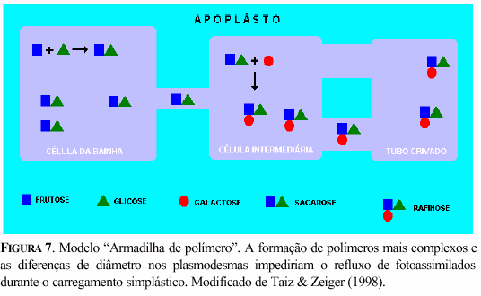 10 apoplasto não teve efeito nessa espécie (Von Schewen et al., 1990), a qual possui carregamento apoplástico.