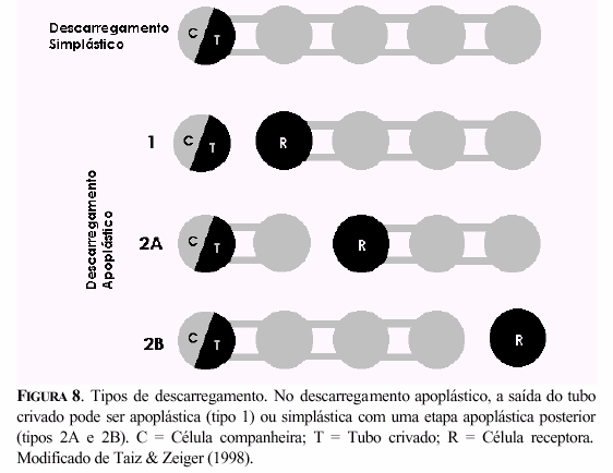 12 O tipo de descarregamento varia com a espécie e com o estágio de desenvolvimento A ocorrência de descarregamento simplástico ou apoplástico varia de acordo com a espécie vegetal, o tipo de tecido