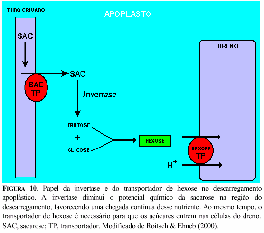 14 As enzimas invertases são fundamentais para o descarregamento apoplástico Durante o processo de descarregamento, é necessário que se mantenha o potencial de sacarose sempre baixo na célula