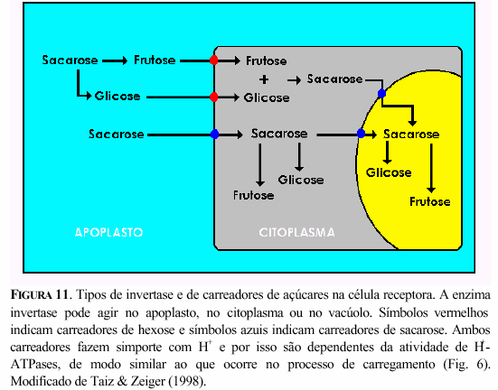 15 Tanto o descarregamento simplástico quanto o apoplástico são dependentes de ATP No descarregamento apoplástico pode haver necessidade de gasto de energia para que os assimilados atravessem