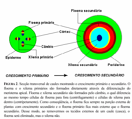 2 O intumescimento sugere que substâncias que antes eram transportadas para a região basal do vegetal passam a acumular devido à interrupção do transporte.