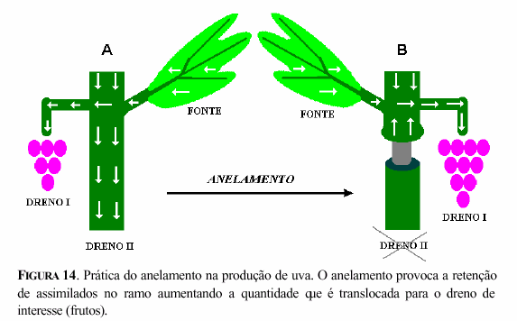 22 relação direta com o transporte no floema é a prática do anelamento em videiras.