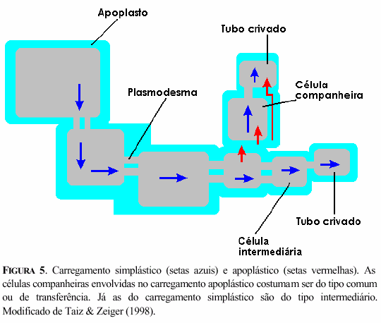 7 do floema será apoplástico se os plasmodesmas estão ausentes em algum ponto do caminho, independente do local onde há a descontinuidade simplástica.