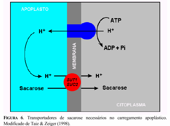 9 No carregamento apoplástico, antes da sacarose ser carregada no TC da fonte, deve haver um efluxo desse açúcar do mesofilo para o apoplasto.