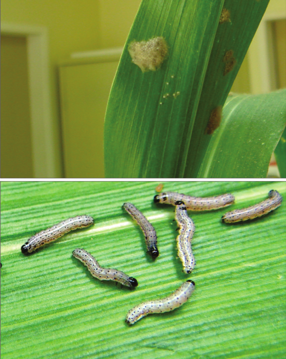 Lepidoptera como Pragas de Milho 15 mando-se em pré-pupa, com duração de cerca de um dia, findo o qual se transforma em pupa, cujo período dura cerca de onze dias.