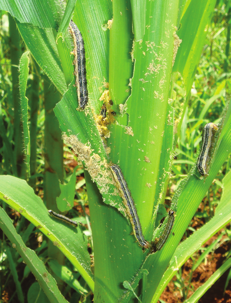 16 Lepidoptera como Pragas de Milho Foto: Ivan Cruz Figura 10. Presença de lagartas de Spodoptera frugiperda e danos em milho.