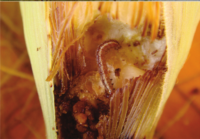 Lepidoptera como Pragas de Milho 21 transforma em pupa, cujo período dura em torno de oito dias. A pupa inicialmente é amarelada.