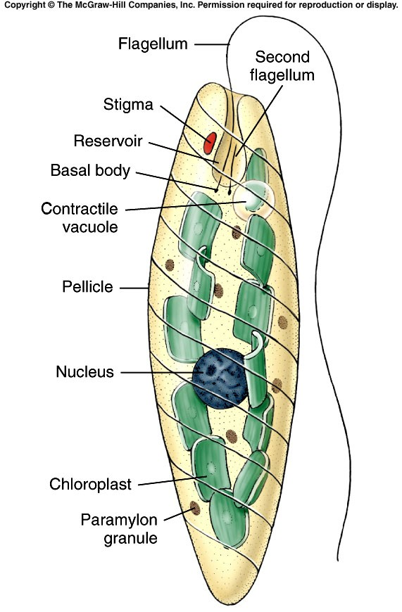 Euglenofitas Autótrofos por fotossíntese. Presença de cloroplastos. Maioria de água doce. Componente importante do fitoplâncton.