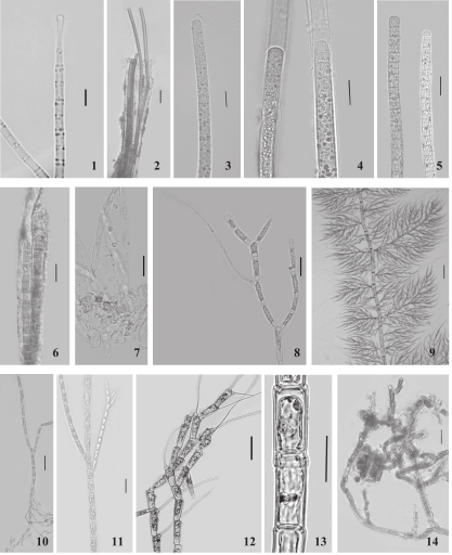 444 Branco, Emed, Branco & Necchi Júnior: Macroalgas de riachos da Floresta Nacional de Irati, região centro-sul... Figuras 1-14.