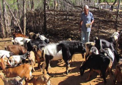 CENTRO DE EDUCAÇÃO POPULAR E FORMAÇÃO SOCIAL - CEPFS Criação de pequenos animais.