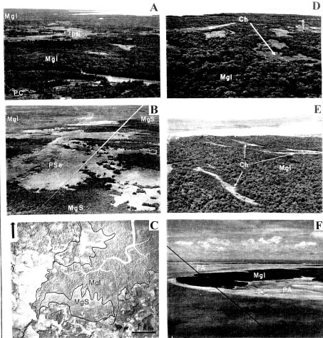 SOUZA FILHO, P. W. M. & EL-ROBRINI, M. 9 Figura 8: Padrões morfológicos da Planície Costeira Bragantina.