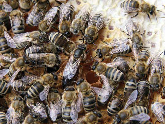 Abelha rainha A abelha rainha é a mãe de todas as outras abelhas. Em uma colmeia, existe só uma abelha rainha, sendo esta a única fêmea fértil.