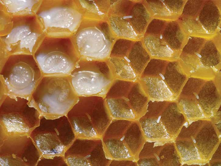 Fases do desenvolvimento das abelhas As abelhas passam por quatro fases de desenvolvimento para se tornarem indivíduos adultos. São elas: ovo, larva, pupa e adulto.