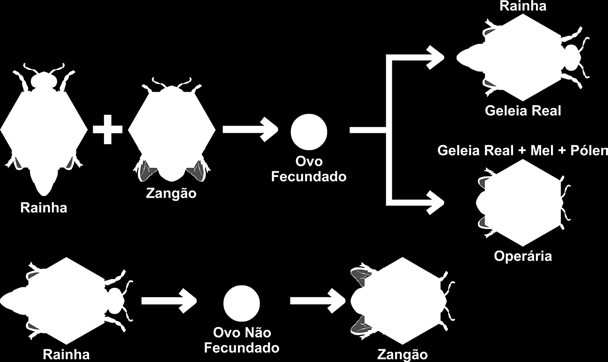 Figura 8 Favo de realeira aberto mostrando uma pupa de abelha rainha Fonte: <http://pt.wikipedia.org/wiki/abelha-rainha>. Os ovos para a formação das diferentes castas são iguais.