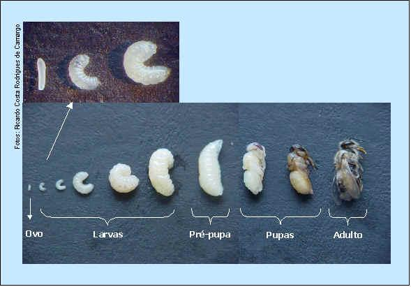 Desenvolvimento das abelhas Durante seu ciclo de vida, as abelhas passam por quatro diferentes fases: ovo, larva, pupa e adulto (Fig.9). Figura 9.