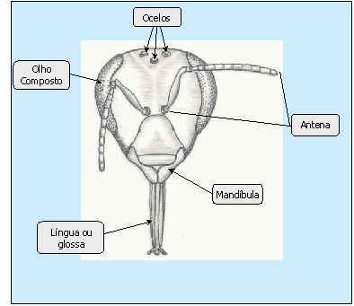 Cabeça Na cabeça, estão localizados os olhos - simples e compostos - as antenas, o aparelho bucal (Fig. 4) e, internamente, as glândulas.