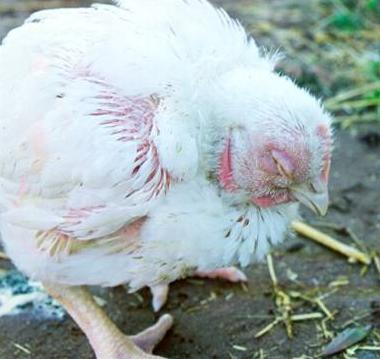 Problemas na avicultura Prostação, diarréia, sinais respiratórios 100%