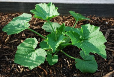 Abobrinha: plante as sementes de abobrinha no local definitivo ou transplante quando o pé tiver pelo menos três folhas. A abobrinha pode ser plantada em vasos, mas se desenvolve melhor em canteiros.