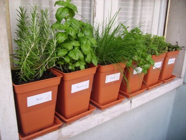 Algumas formas de cultivar as plantas são: Direto na terra: ideal para quem tem quintal com espaço, nesse modelo tradicional as sementes ou mudas são plantadas direto na