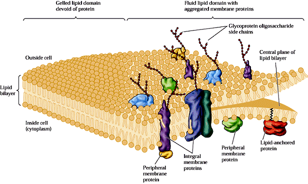 Membrana biológica Age como uma barreira