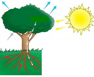 4 CIÊNCIAS DA NATUREZA E SUAS TECNOLOGIAS Ciências 1) A figura abaixo representa um processo fundamental para a conservação da vida do nosso planeta.