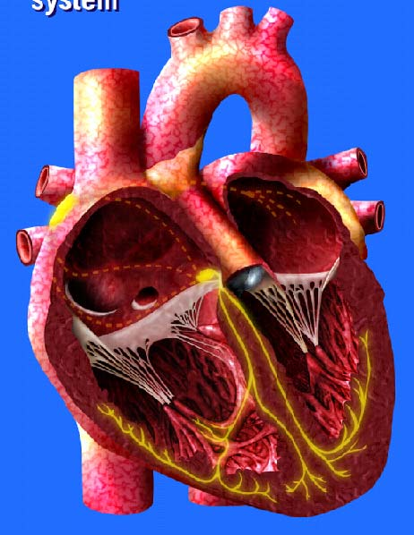 Sistema cardionector Nódulo Sinusal Feixe de His Ramo esquerdo