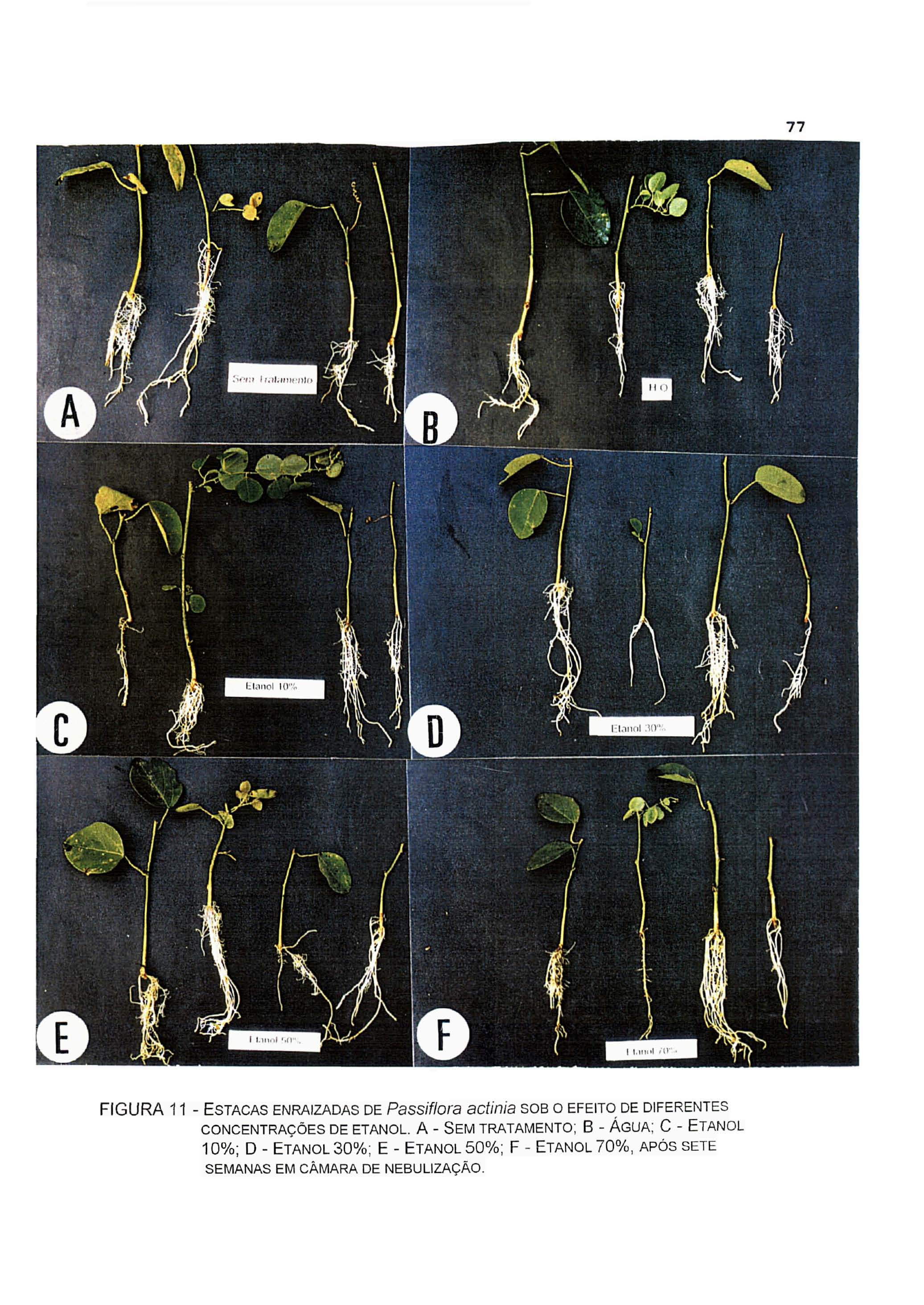 77 FIGURA 11 - ESTACAS ENRAIZADAS DE Passiflora actinia SOB O EFEITO DE DIFERENTES CONCENTRAÇÕES DE ETANOL.