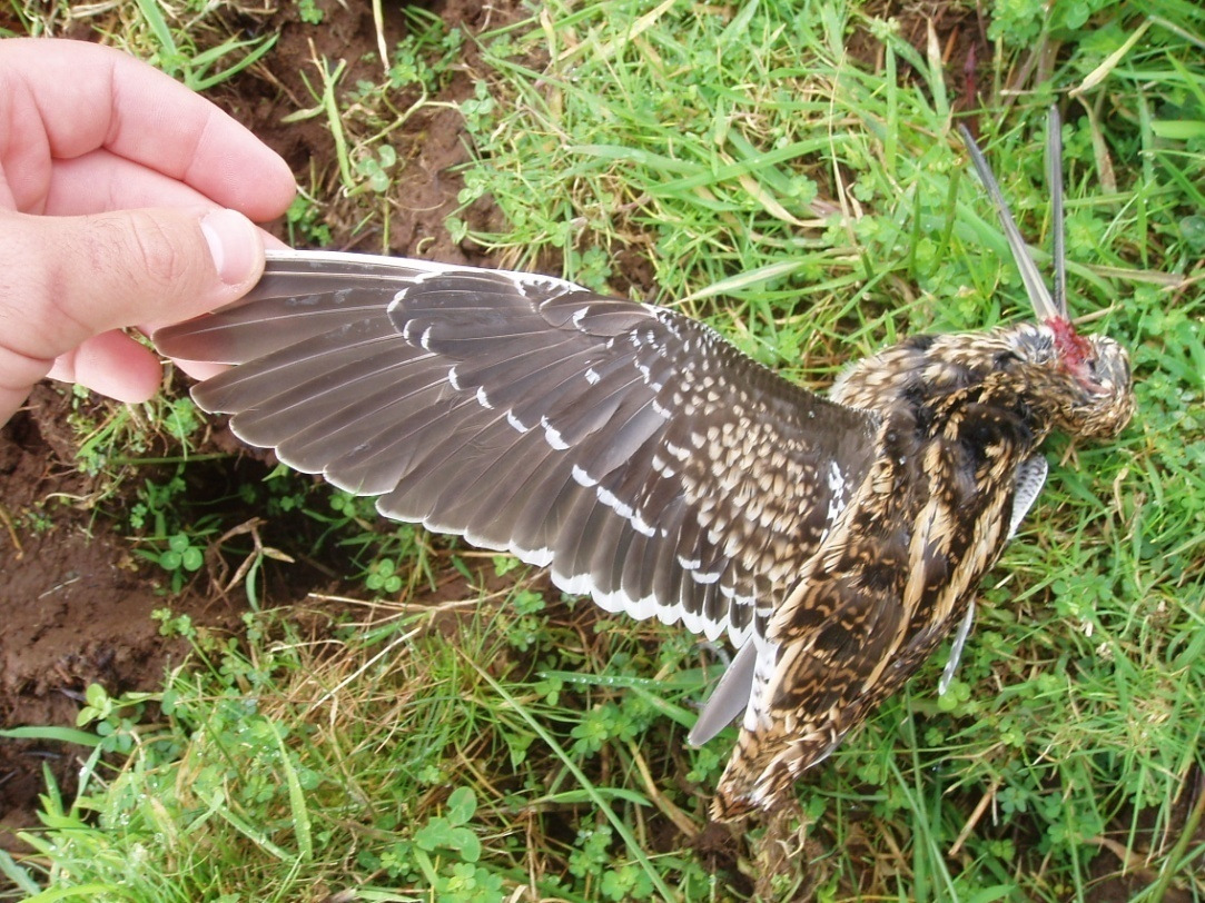 Estudos da colisão nos Açores Observadas 300 aves