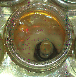 Efeito de Antioxidantes e Descontaminantes no Estabelecimento de Explantes de Bananeira (Musa spp) in vitro Figura 1: Explante Branco Figura 2: Explante Verde Quanto o explante apresenta a cor