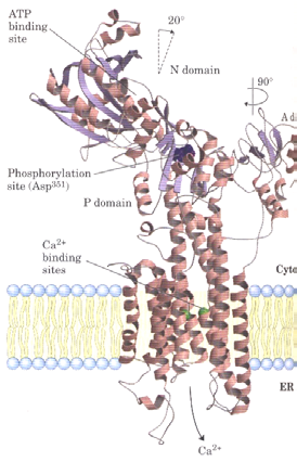 Ca 2+ -ATPases Membrana plasmática Estequiometria 1Ca 2+ / Ciclo Energética Transporta iões contra gradiente electroquímico (acoplamento à hidrólise de ATP) [Ca 2+ ] o >> [Ca 2+ ] i [Ca 2+ ] i (rep.