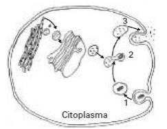 d) o vinagre, por ser ácido, destrói a membrana plasmática das amebas, provocando sua morte.