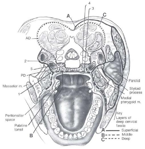 INTRODUÇÃO INFECÇÃO CERVICAL PROFUNDA Espaços Cervicais Profundos Espaços que envolvem todo o pescoço longitudinalmente o Retrofaríngeo o Danger space o Pré-vertebral o