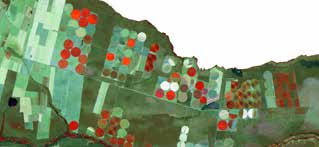 Através da Figura 24, que é uma ampliação da área destacada na Figura 1, é possível identificar as áreas sob pivô nas quais são cultivadas as lavoras de café, através do padrão dessa cultura.